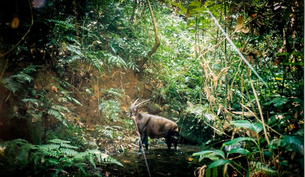 Saola dans son habitat naturel dans les montagnes Annamites