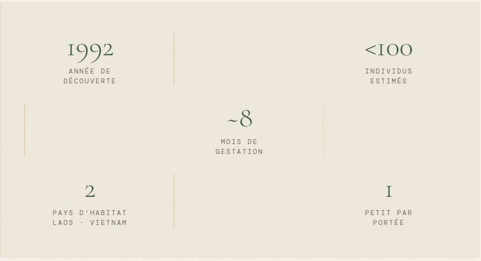 Chiffres clés sur le saola (Pseudoryx nghetinhensis) – reproduction et population Infographie sur le saola : chiffres clés – découvert en 1992, moins de 100 individus estimés, ~8 mois de gestation, 2 pays d'habitat (Laos et Vietnam), 1 petit par portée